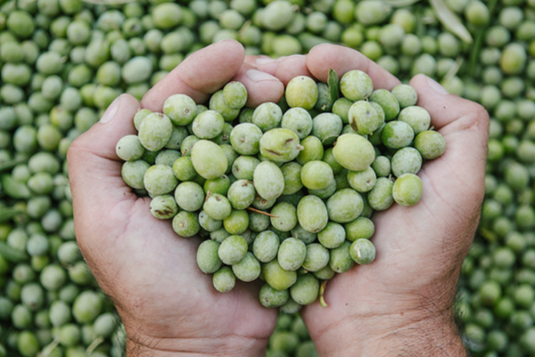 Festival Of Olives